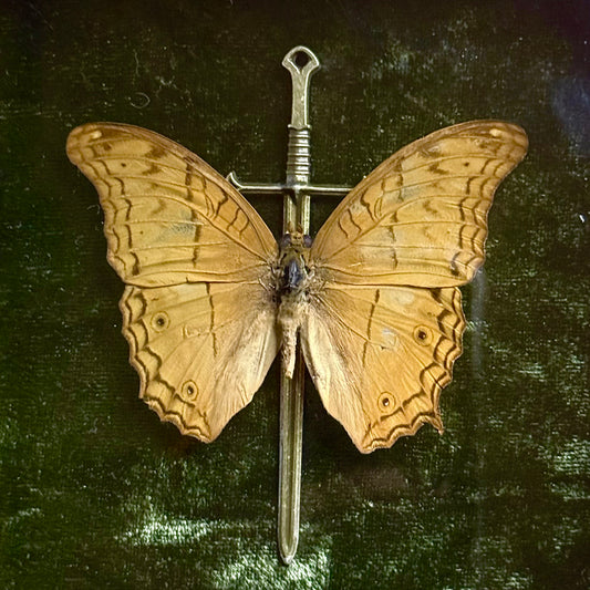 Framed Vindula Erota (Common Cruiser)