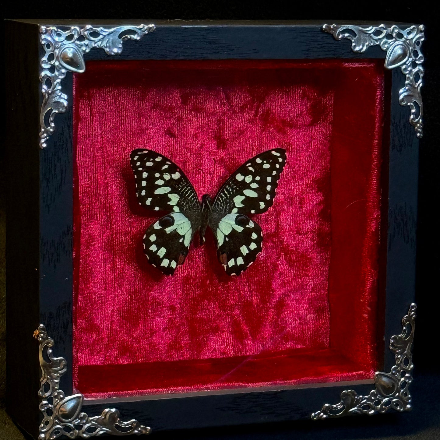 Framed Papilio Demoleus (Lime Butterfly)