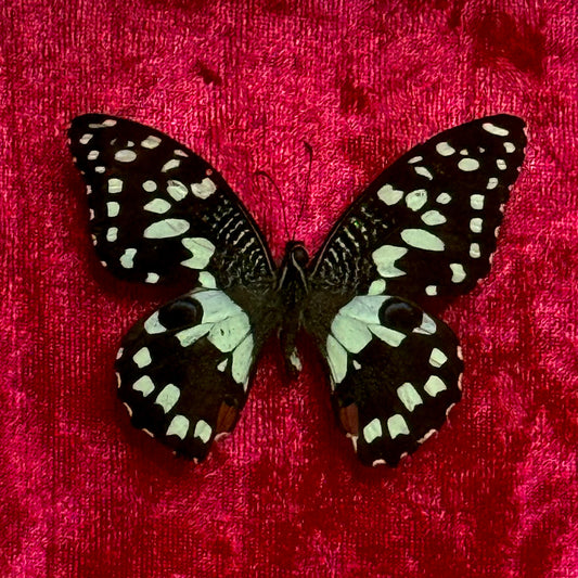 Framed Papilio Demoleus (Lime Butterfly)