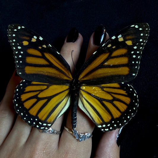 Danaus Plexippus (Monarch Butterfly)
