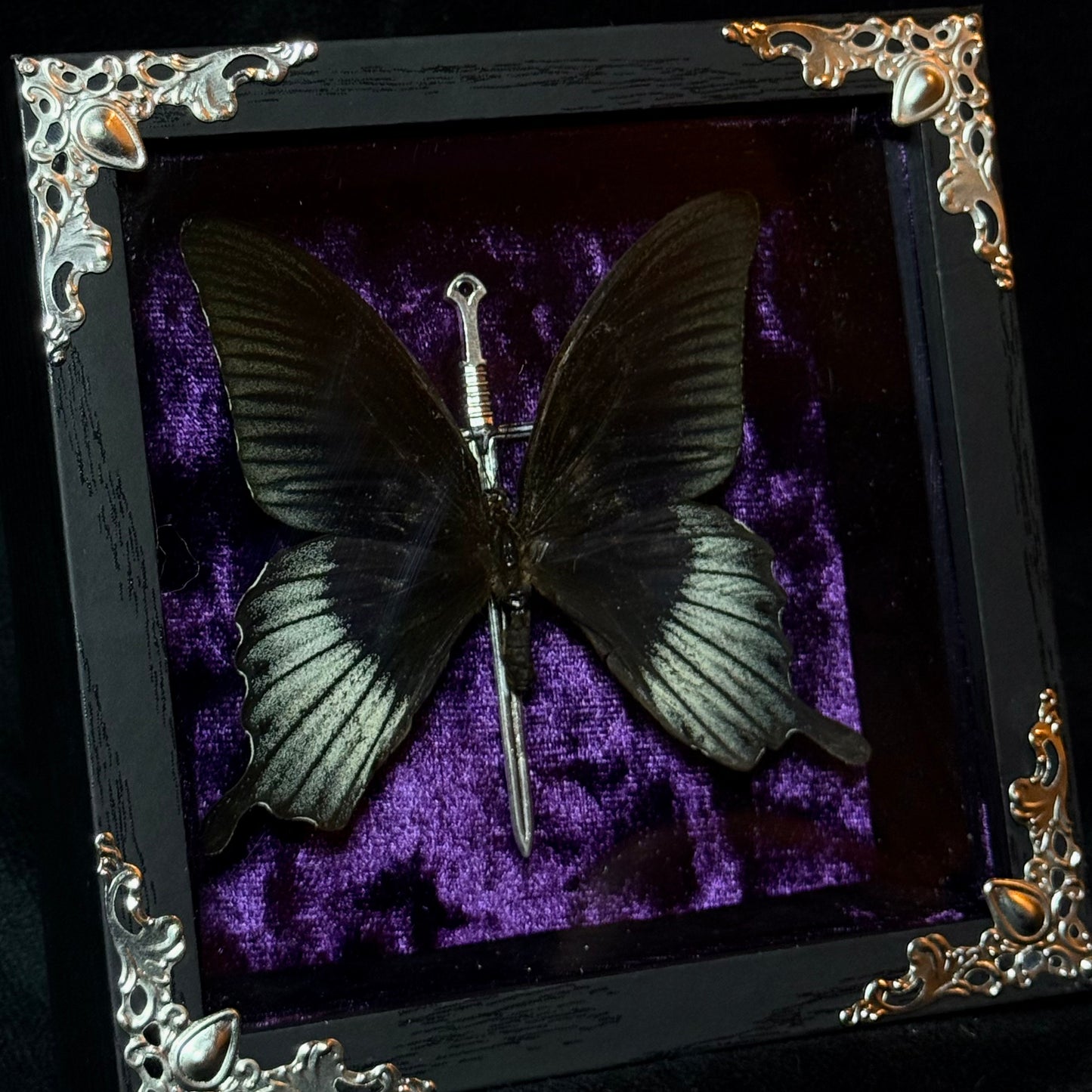 Framed Papilio Lowi (Great Yellow Morman)