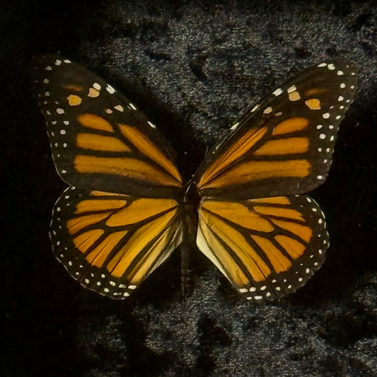 Framed Danaus Plexippus (Monarch Butterfly)