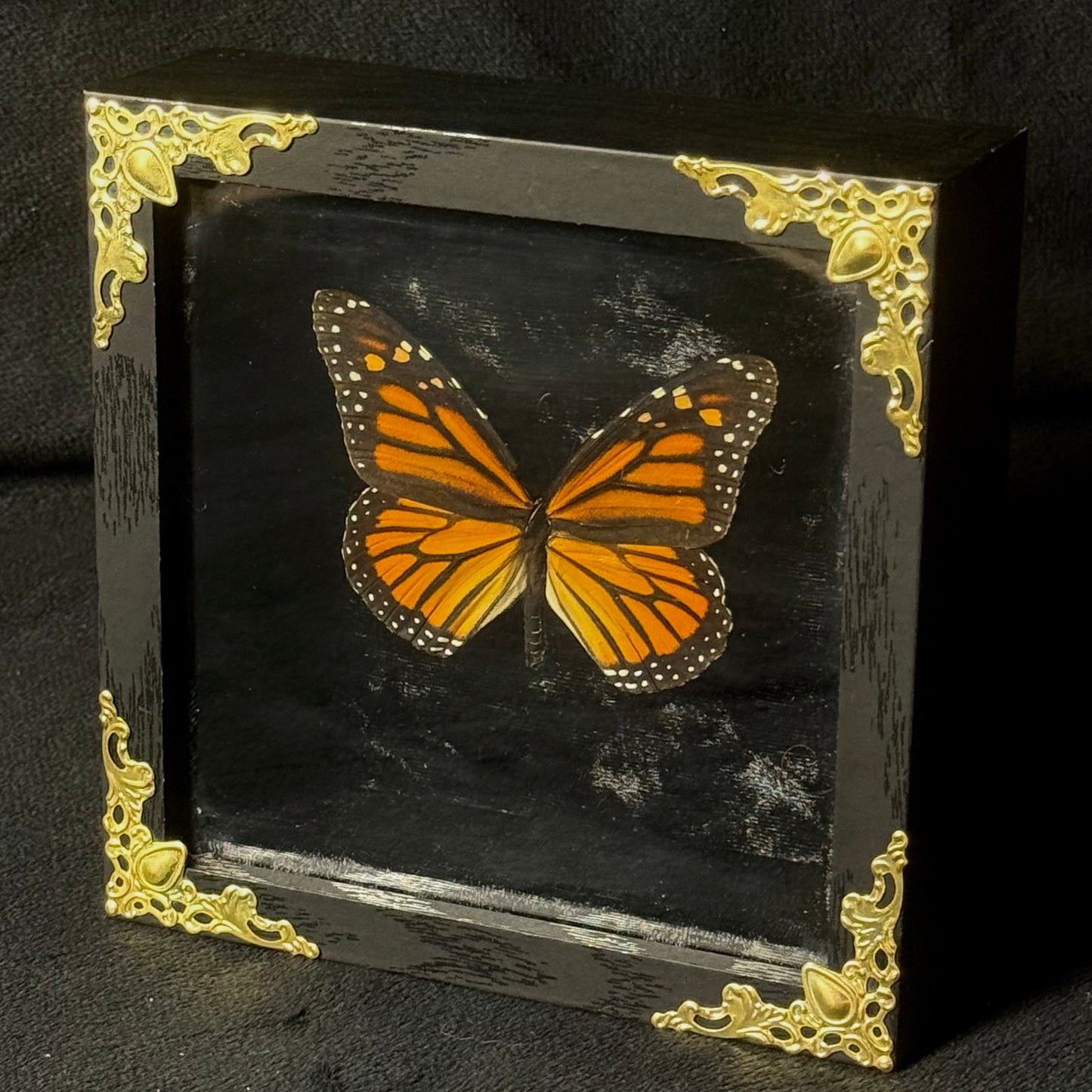Framed Danaus Plexippus (Monarch Butterfly)