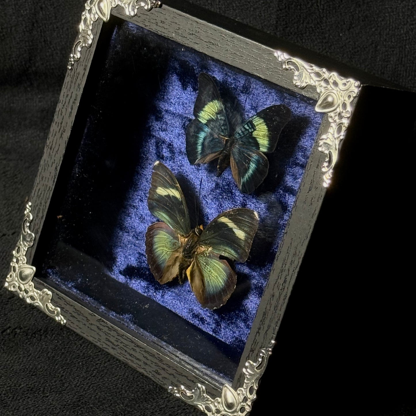Framed Panacea Prola and Euphaedra Xypete
