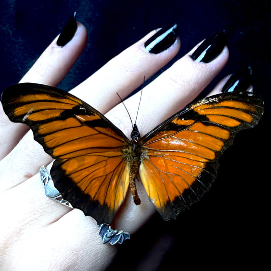 Dione Juno (Juno Silverspot)