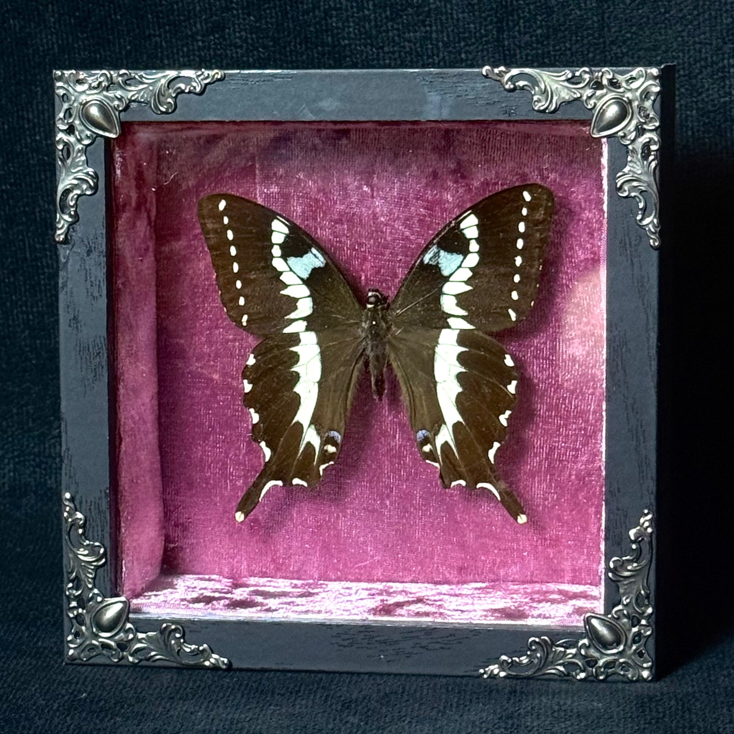 Framed Papilio Delalandei
