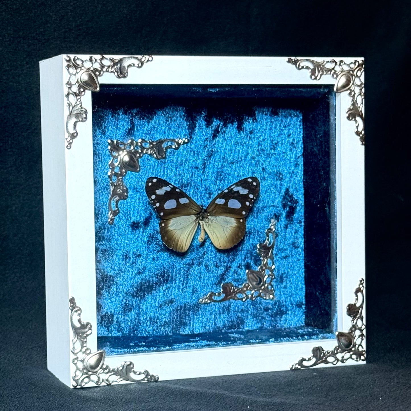 Framed Amauris Damocles (Small Monk)