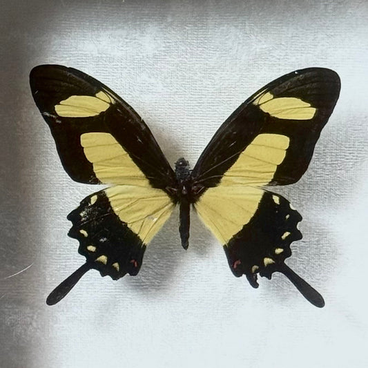 Framed Papilio Torquatus
