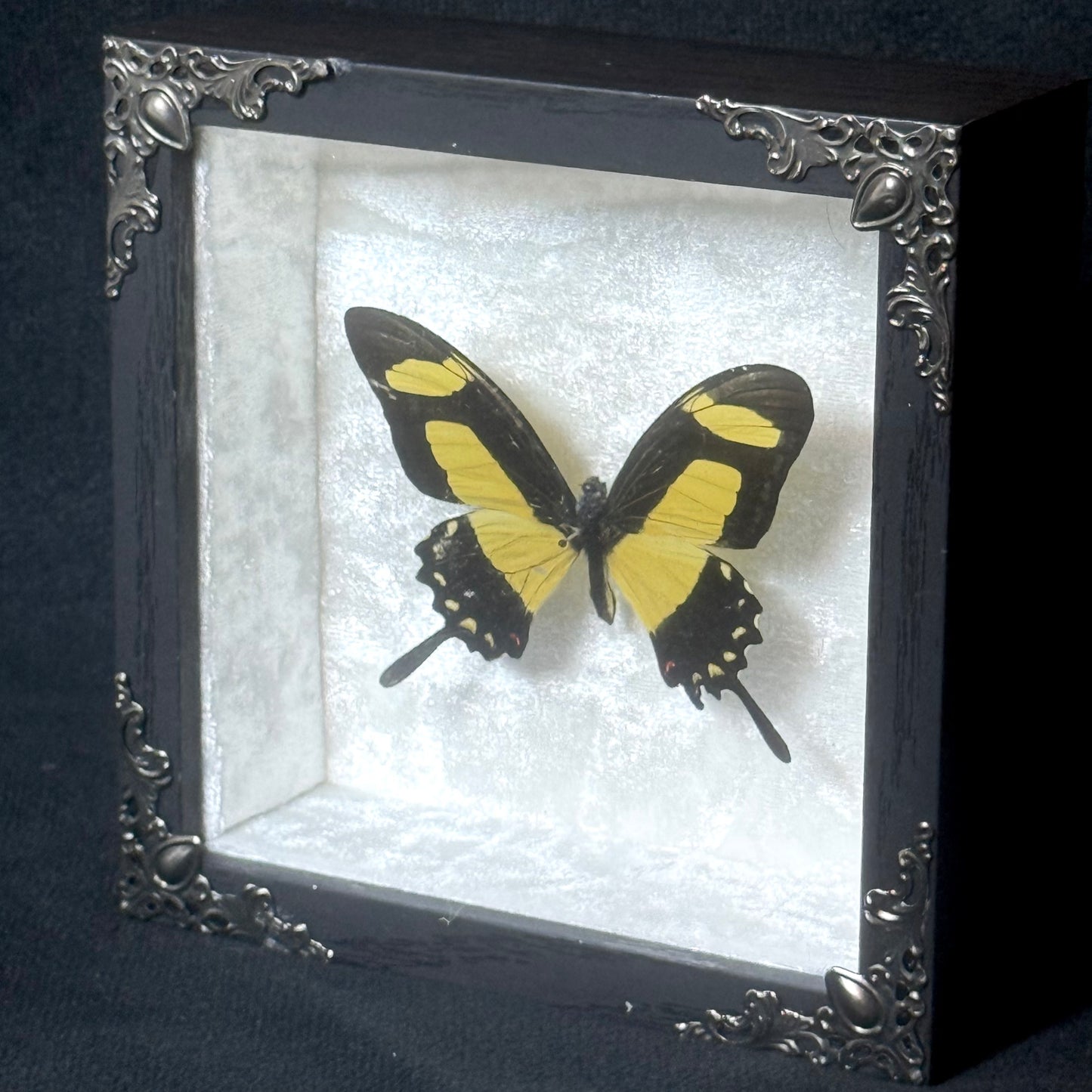 Framed Papilio Torquatus
