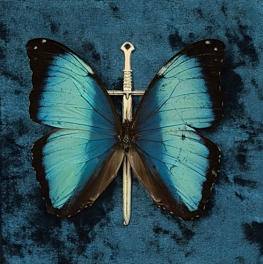 Framed Morpho (Deidamia Annae)