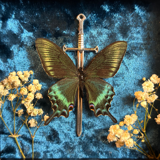 Framed Papilio bianor (Chinese Peacock Butterfly)