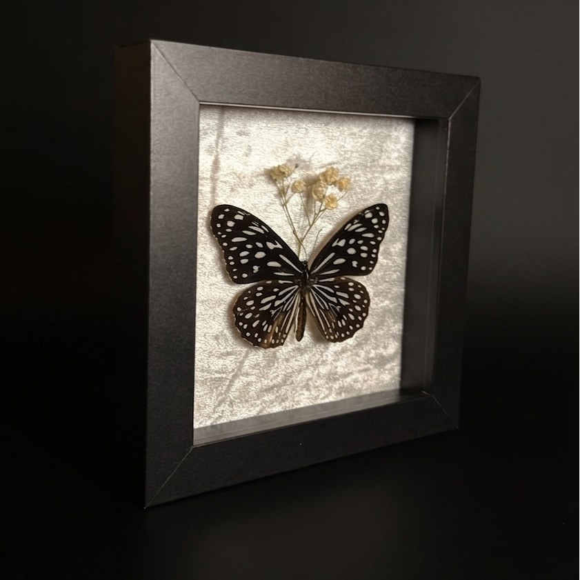 Framed Blue Tiger (Tirumala genus)