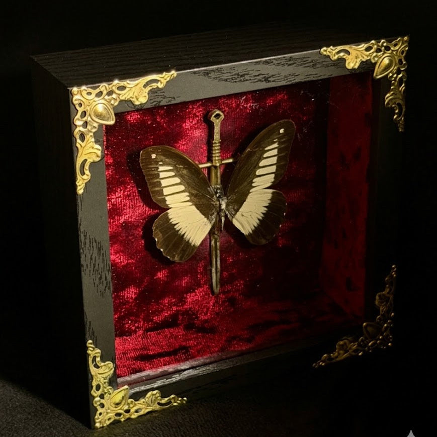 Framed Papilio cynorta