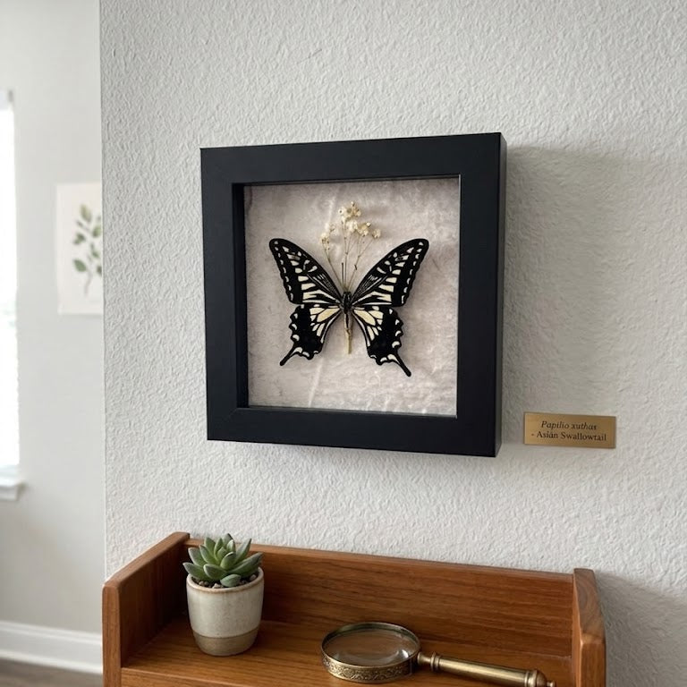 Framed Papilio Xuthus (Asian Swallowtail)