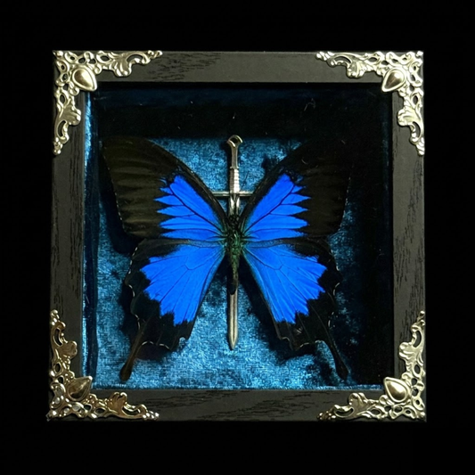 Framed Papilio Ulysses (Blue emperor)