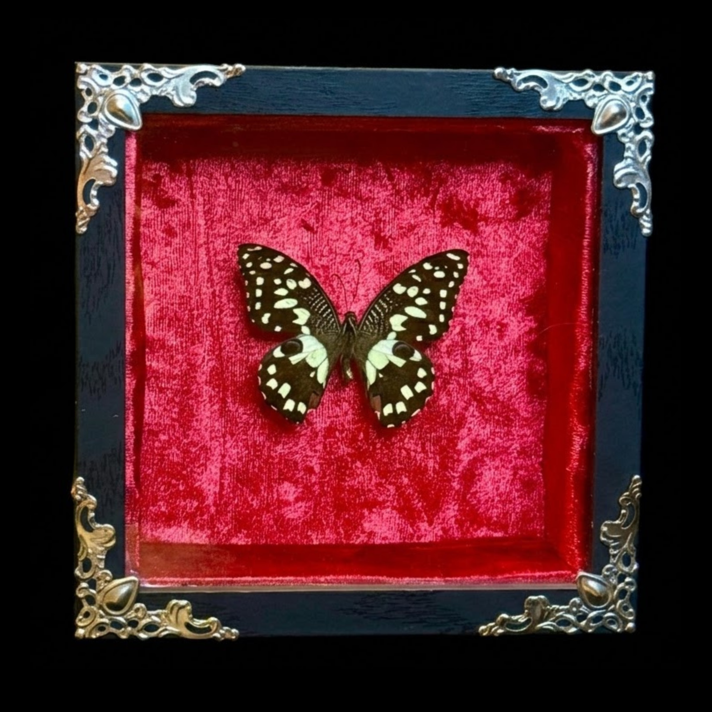 Framed Papilio Demoleus (Lime Butterfly)
