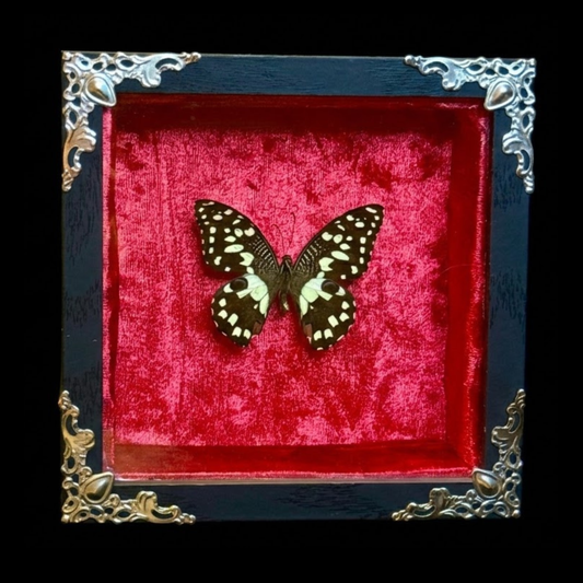Framed Papilio Demoleus (Lime Butterfly)