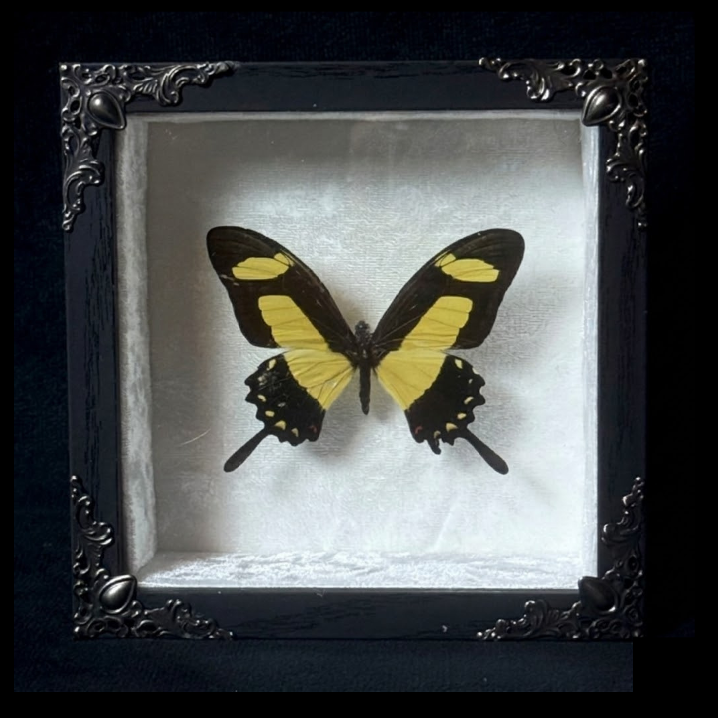 Framed Papilio Torquatus