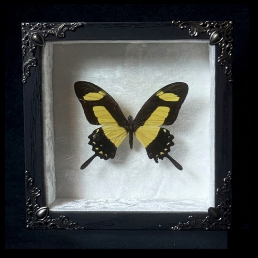 Framed Papilio Torquatus