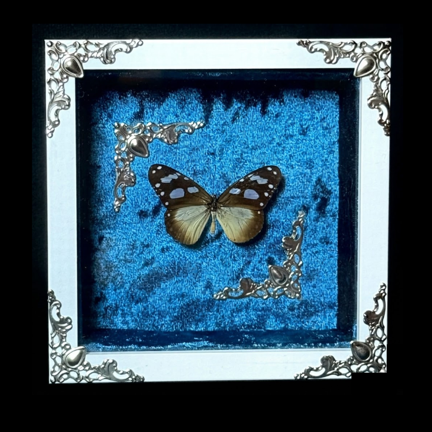 Framed Amauris Damocles (Small Monk)