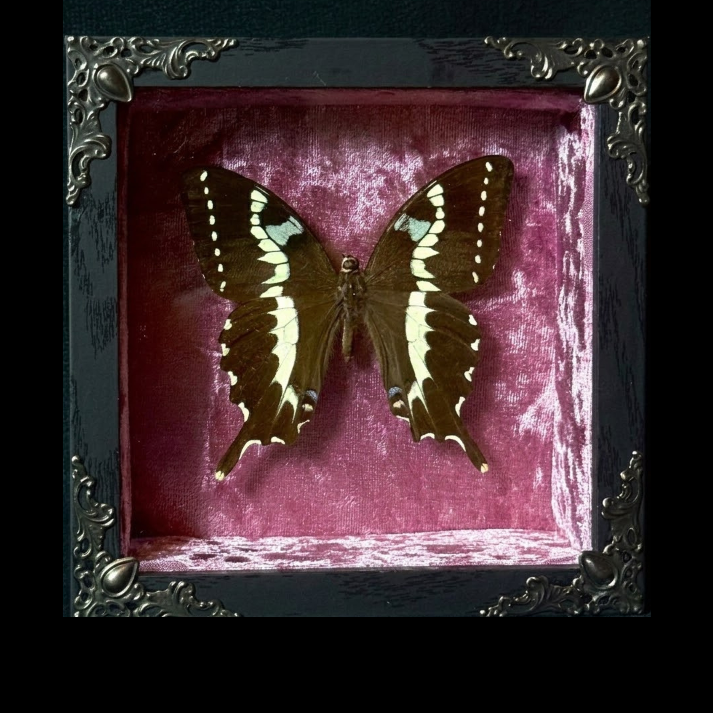 Framed Papilio Delalandei