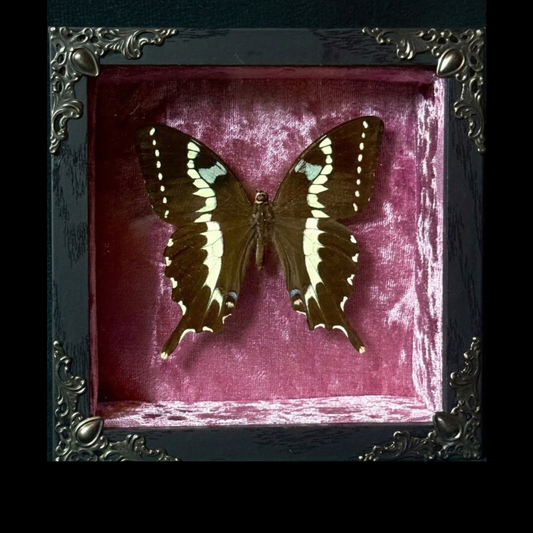 Framed Papilio Delalandei