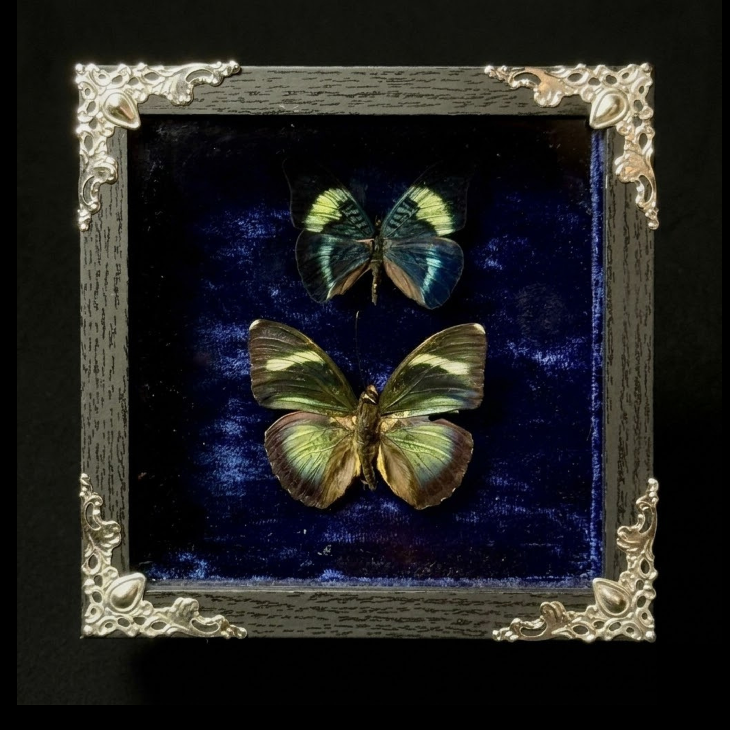 Framed Panacea Prola and Euphaedra Xypete