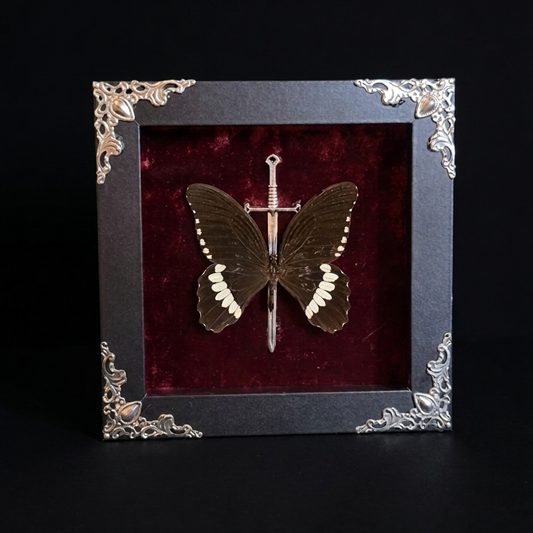 Framed Common Mormon (Papilio polytes)
