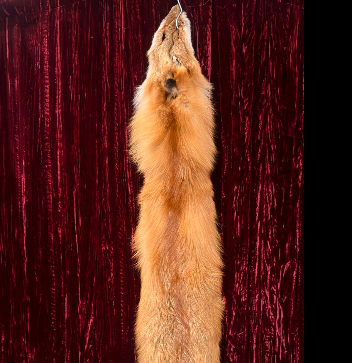 Red Fox Fur