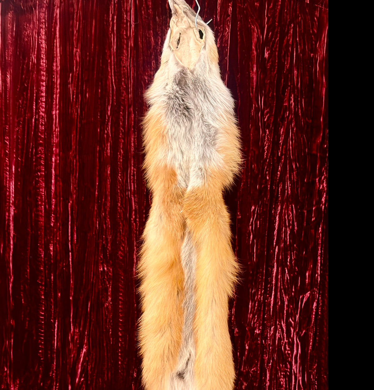 Red Fox Fur