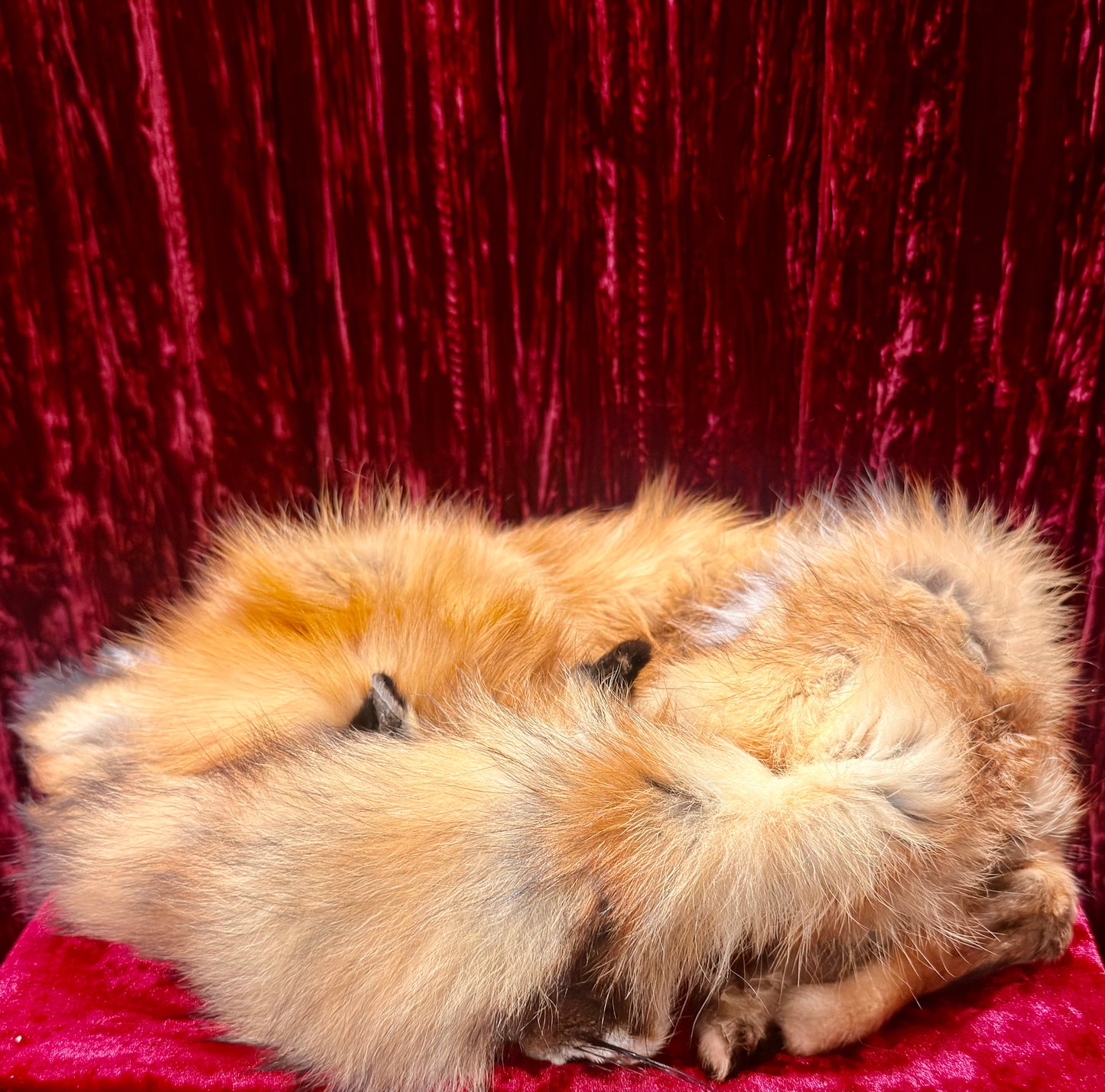 Red Fox Fur