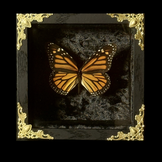 Framed Danaus Plexippus (Monarch Butterfly)