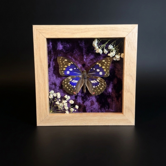 Framed Great Purple Emperor (Sasakia charonda)