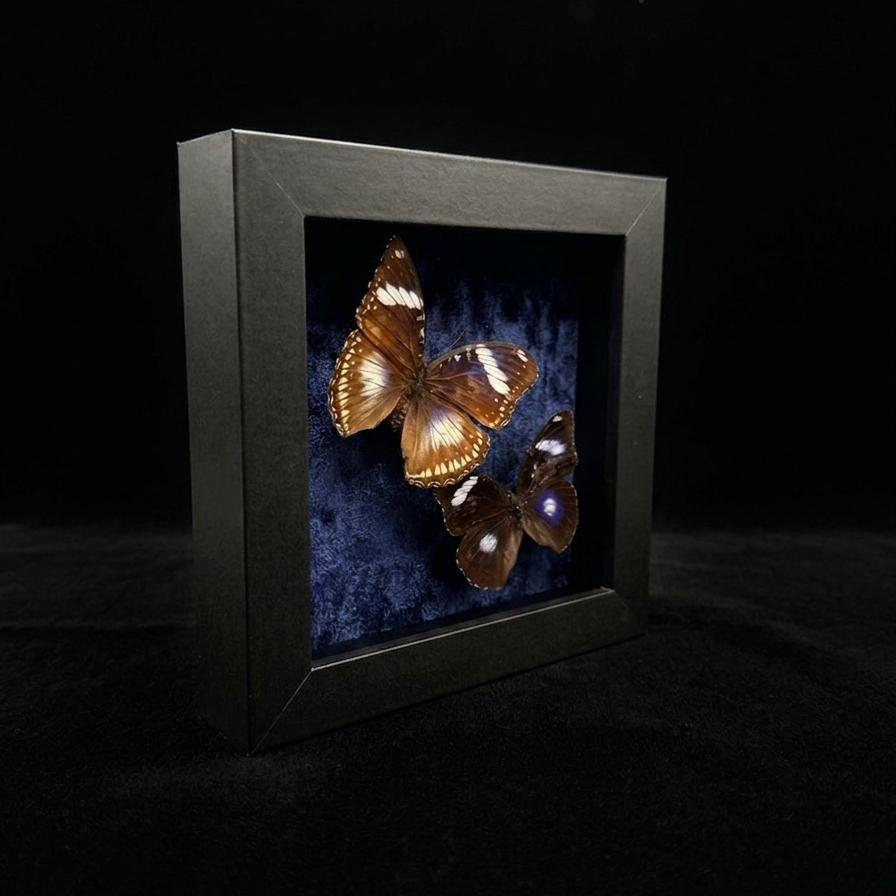 Framed Hypolimnas bolina (Great Eggfly)
