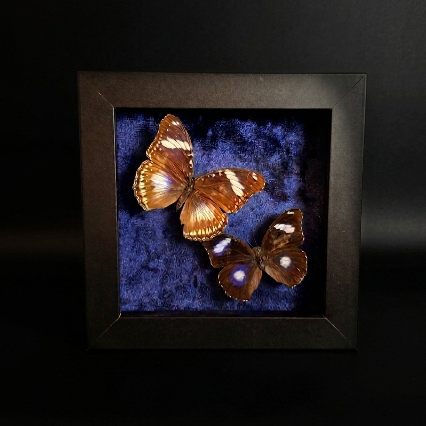 Framed Hypolimnas bolina (Great Eggfly)