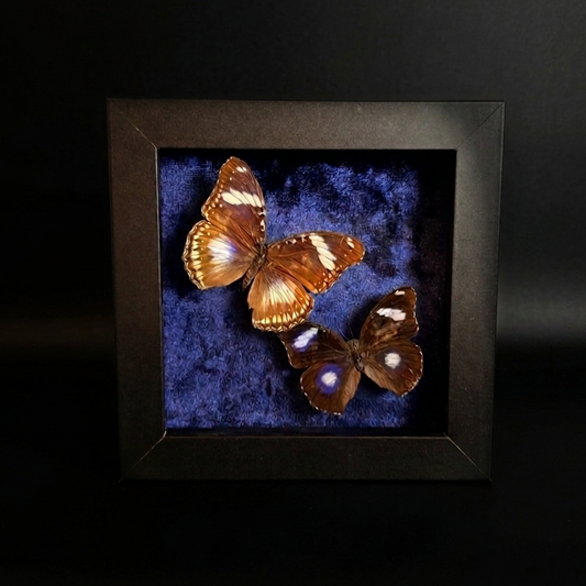 Framed Hypolimnas bolina (Great Eggfly)