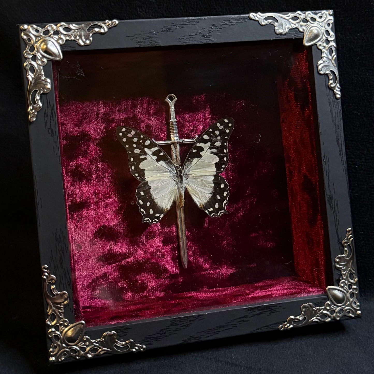 Framed Graphium Angolanus (Angola White Lady)