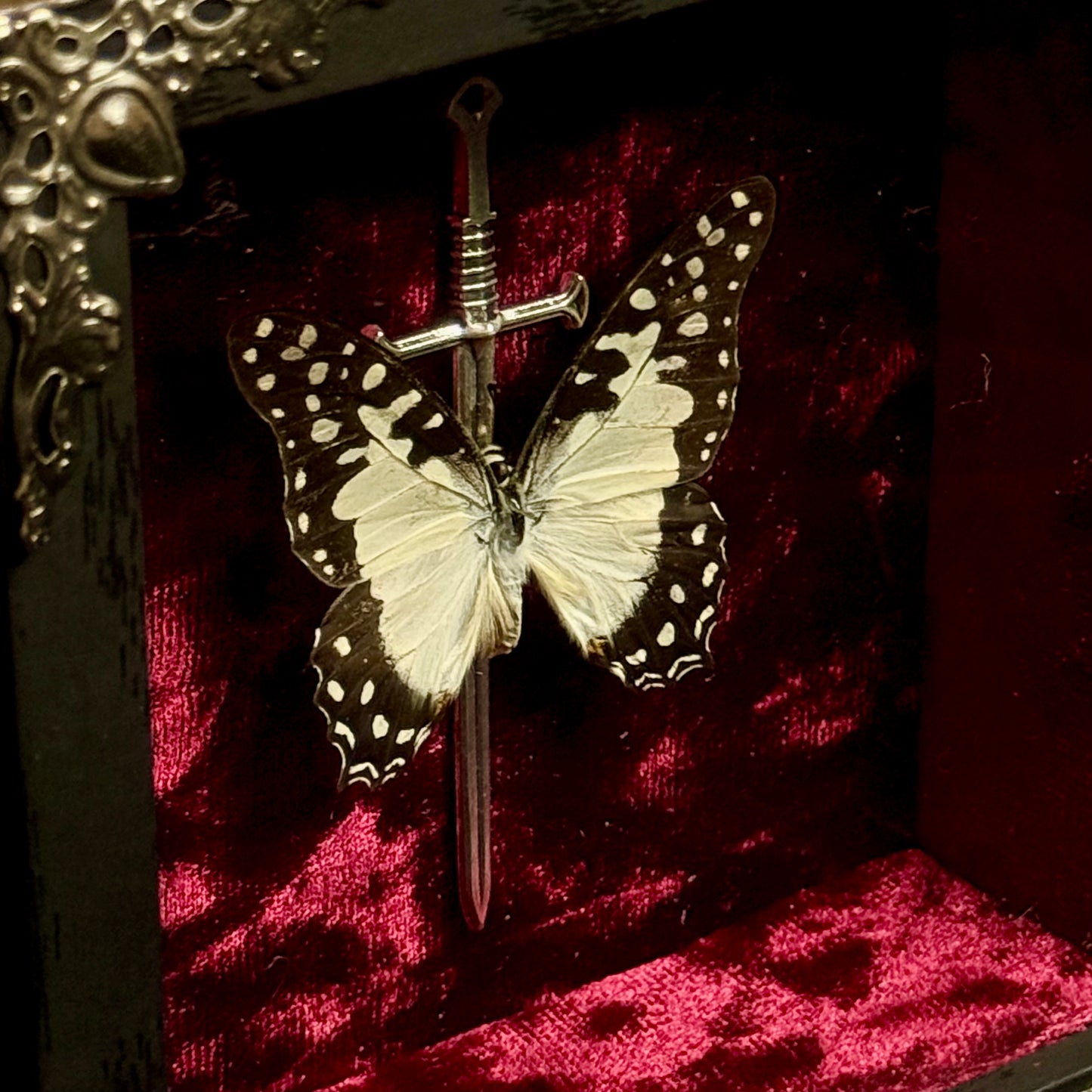 Framed Graphium Angolanus (Angola White Lady)