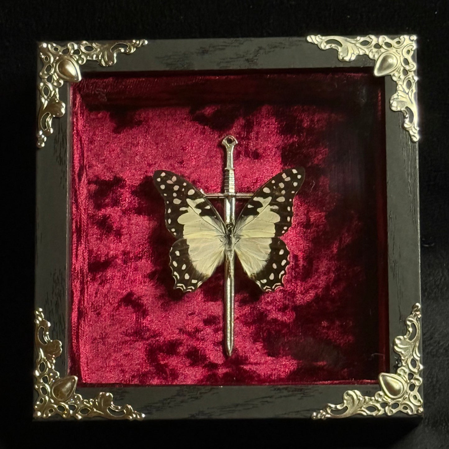 Framed Graphium Angolanus (Angola White Lady)