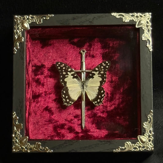 Framed Graphium Angolanus (Angola White Lady)