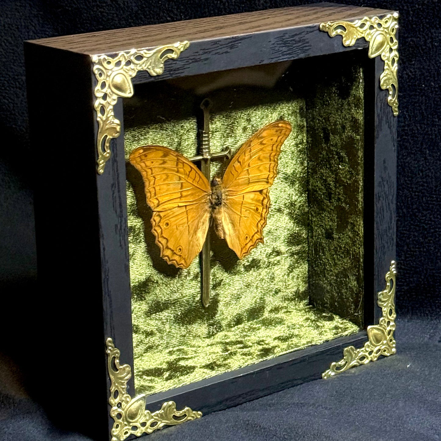 Framed Vindula Erota (Common Cruiser)