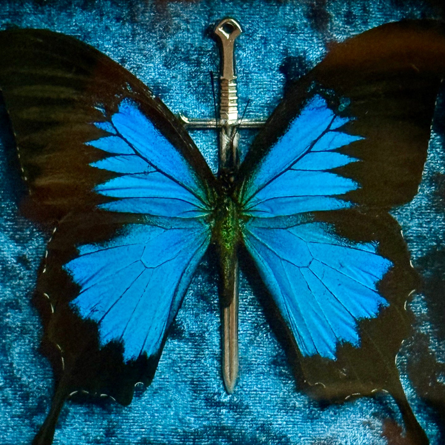 Framed Papilio Ulysses (Blue emperor)