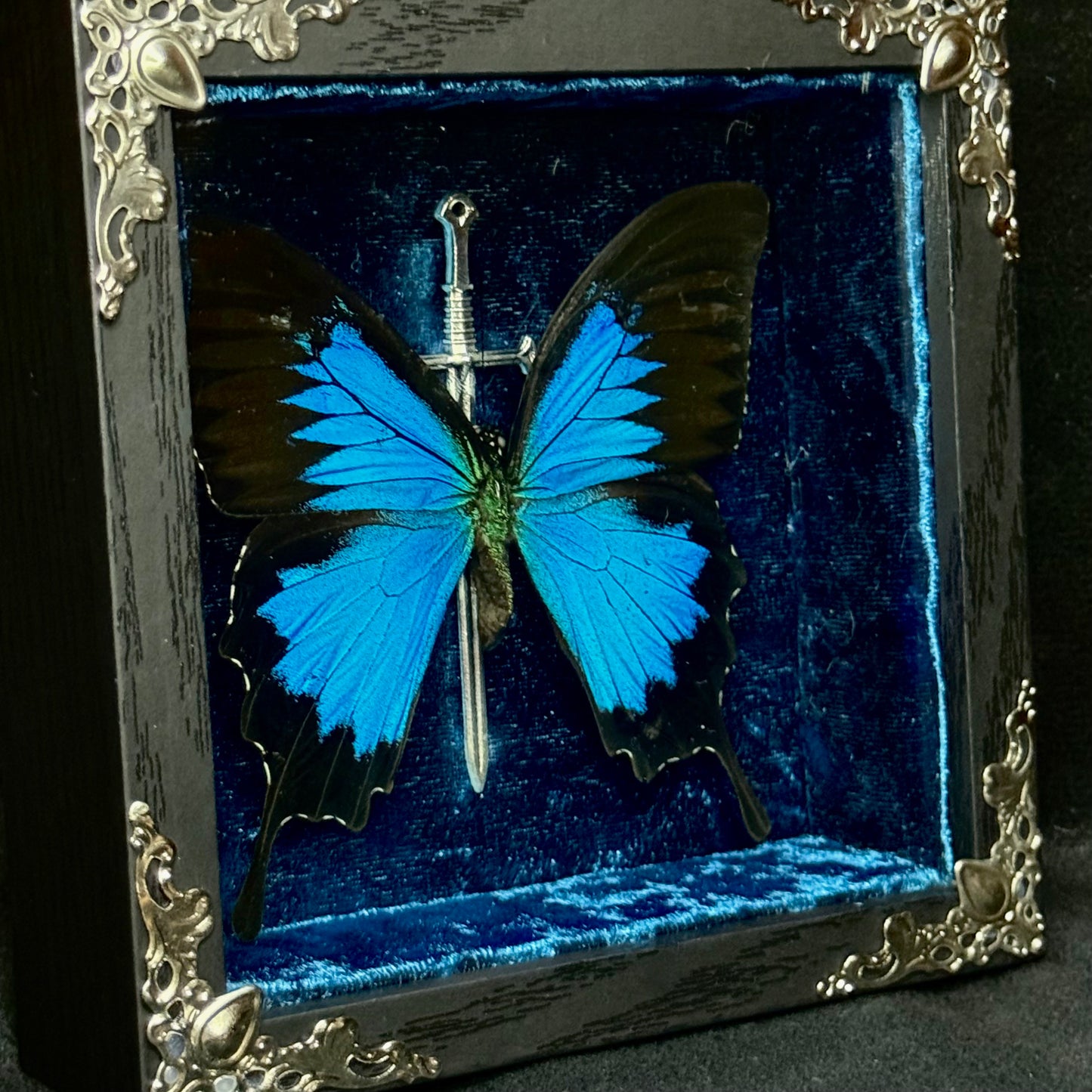Framed Papilio Ulysses (Blue emperor)
