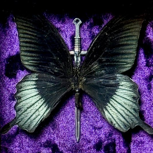 Framed Papilio Lowi (Great Yellow Morman)