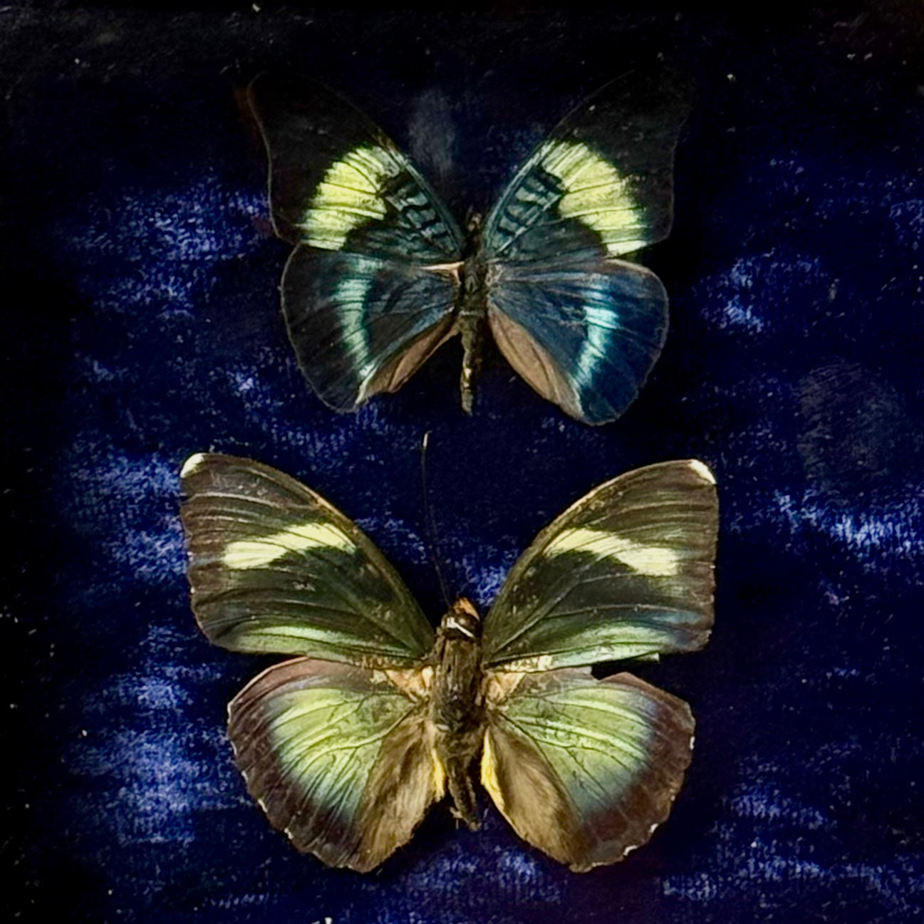 Framed Panacea Prola and Euphaedra Xypete