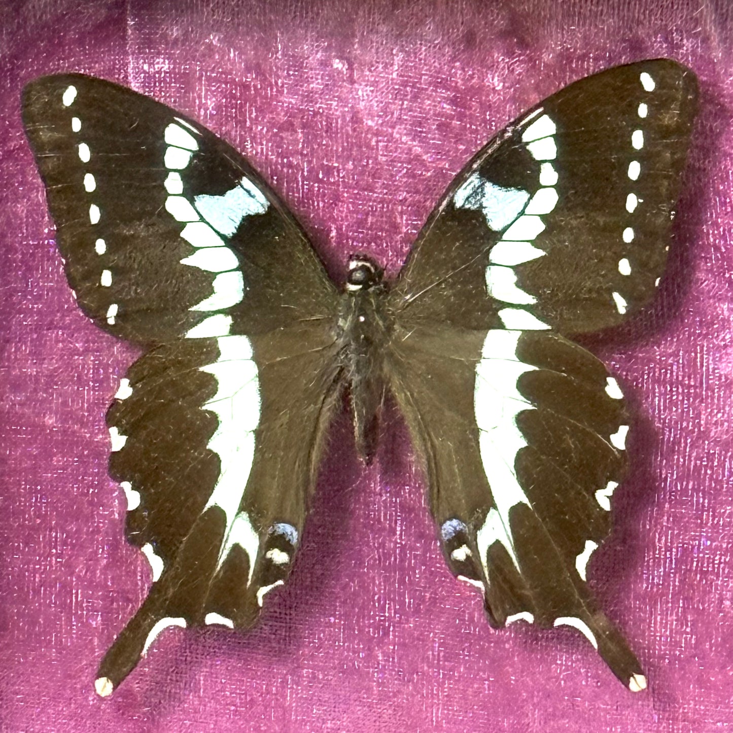 Framed Papilio Delalandei