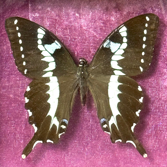Framed Papilio Delalandei