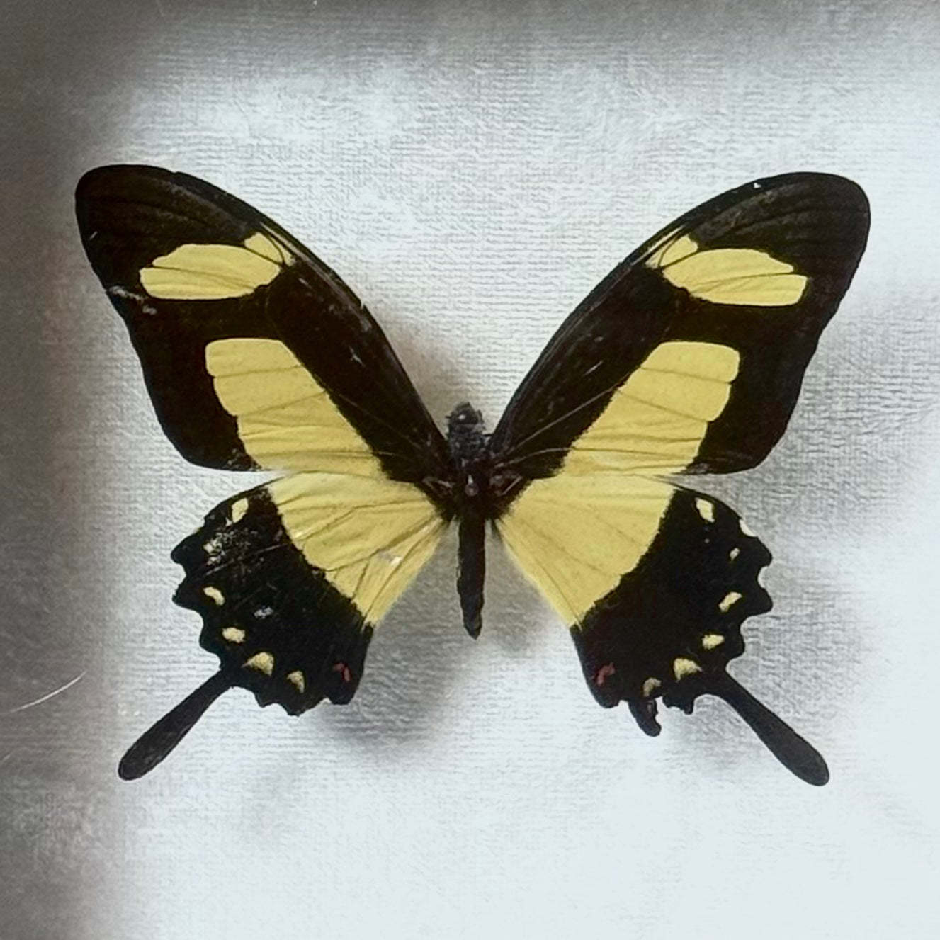 Framed Papilio Torquatus