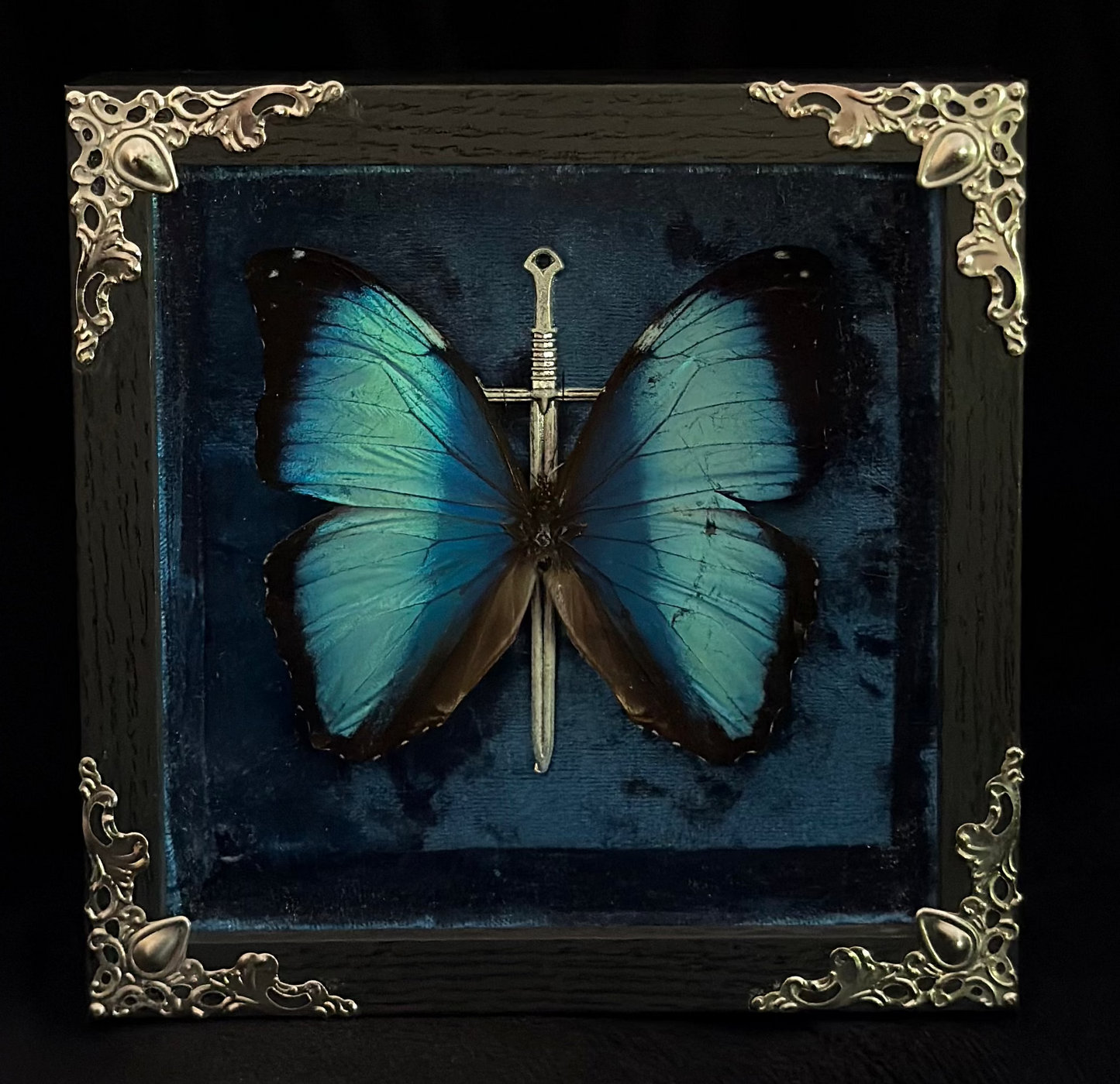 Framed Morpho (Deidamia Annae)
