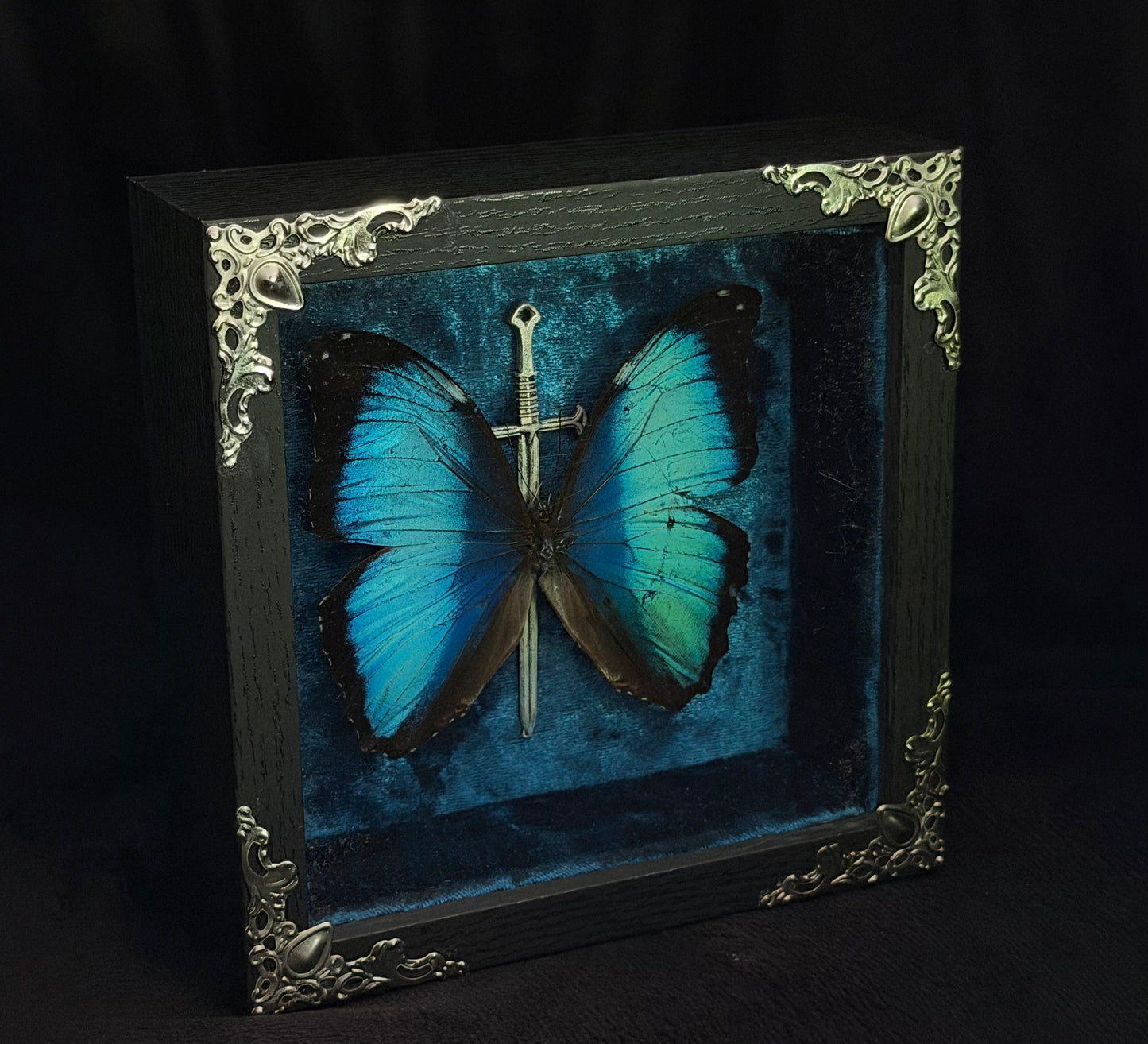 Framed Morpho (Deidamia Annae)